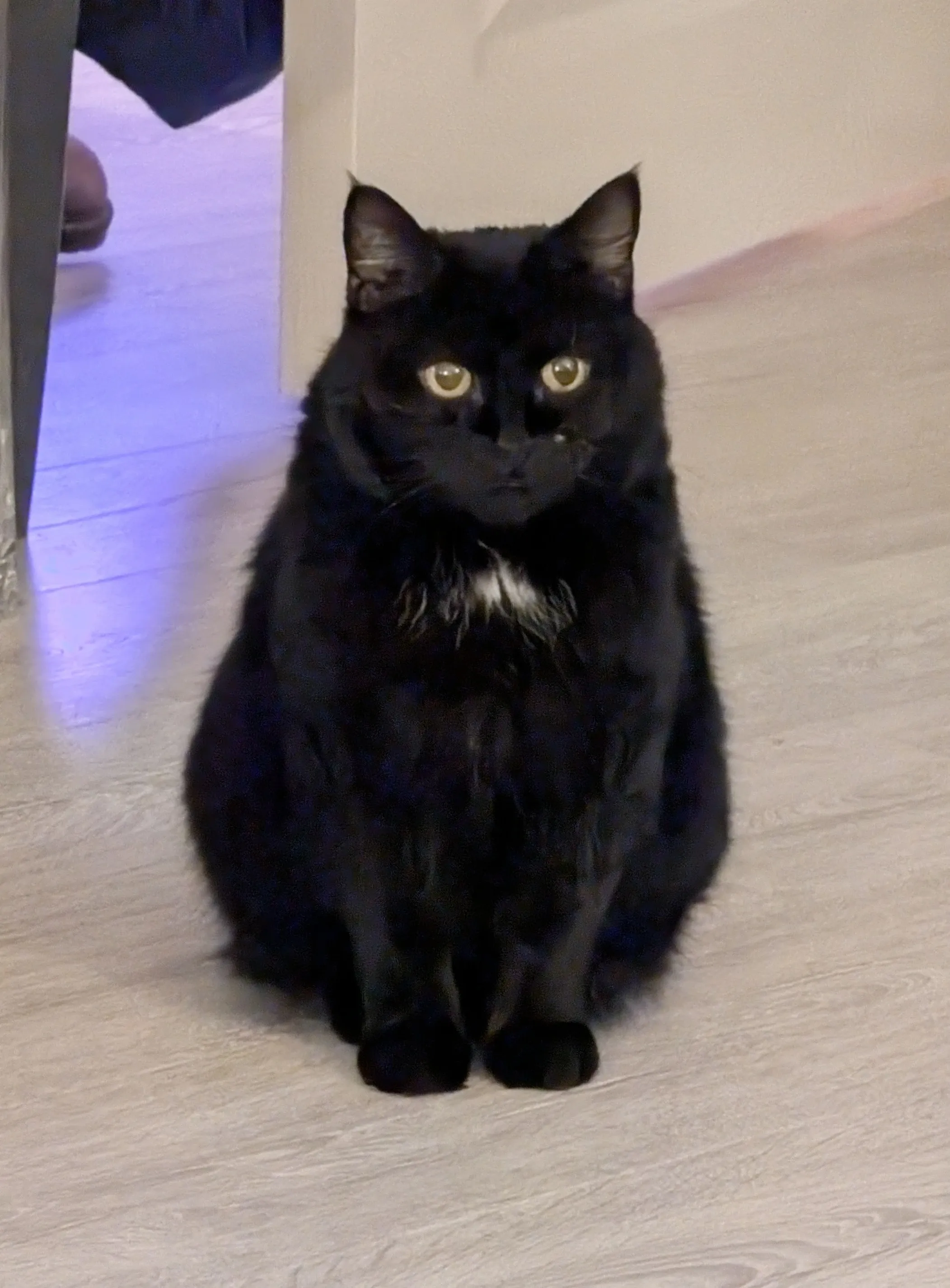 Leela, a fluffy black cat with yellow eyes and a small patch of white fur on her chest, sits upright on a light-colored floor looking forward.